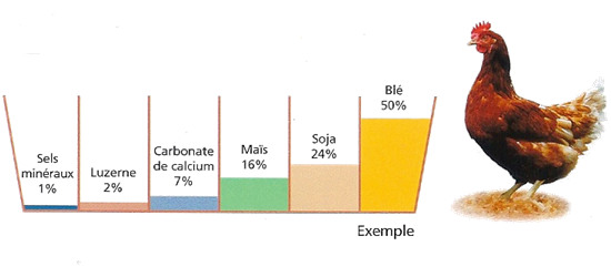 Aliment Poule